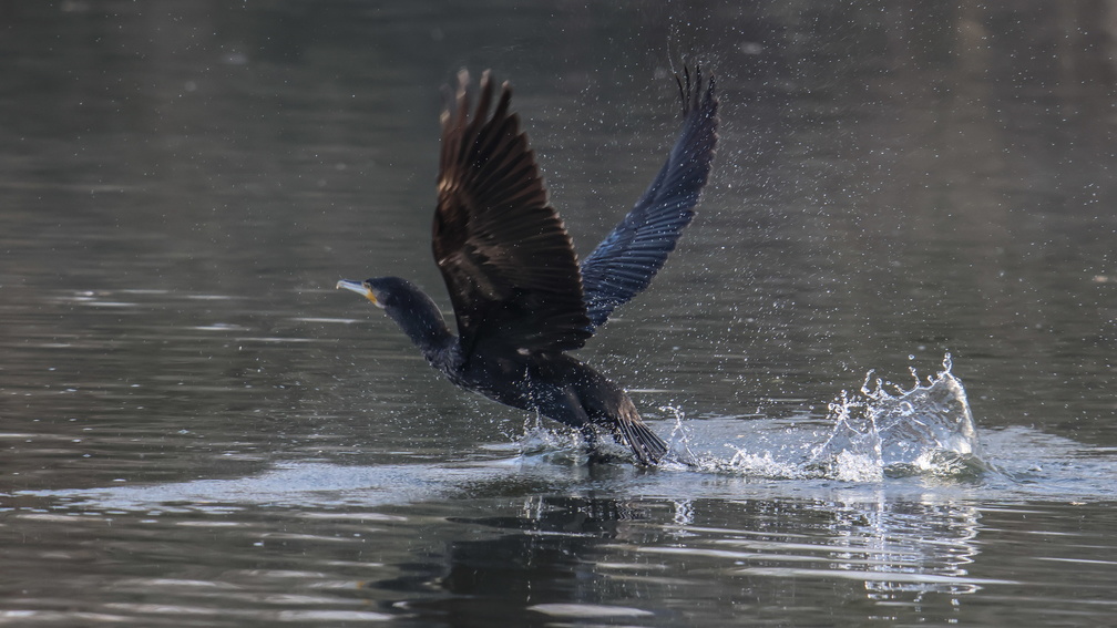Grand cormoran-