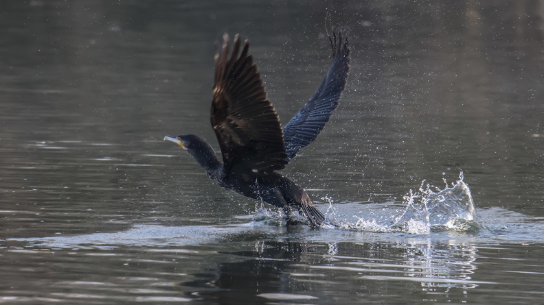 grand cormoran (3).jpg