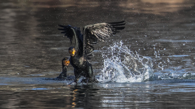 grand cormoran (5).jpg