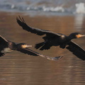 Grand cormoran,