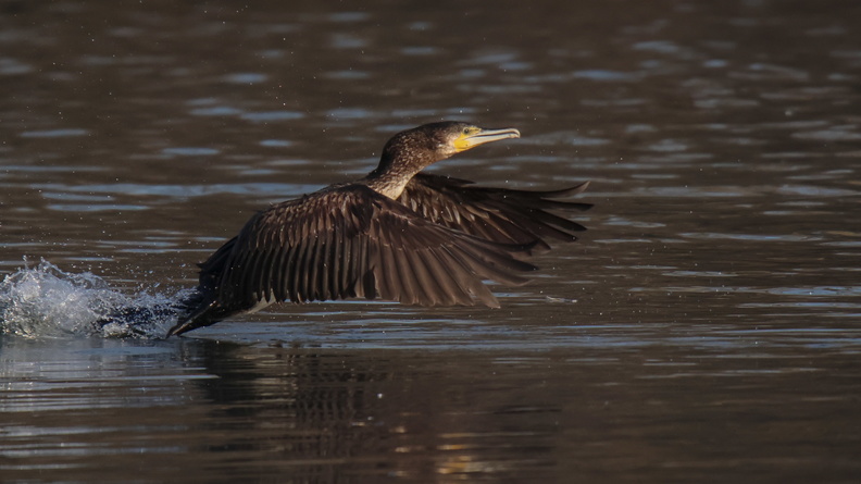 grand cormoran (8).jpg