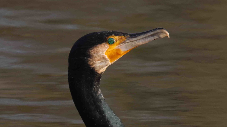 grand cormoran (9).jpg