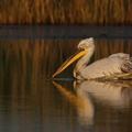 Pelican frisé
