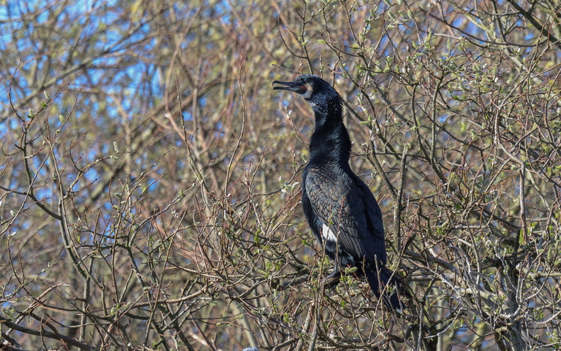 Grand cormoran (2)