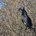 Grand cormoran (4)