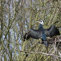 Grand cormoran (25)