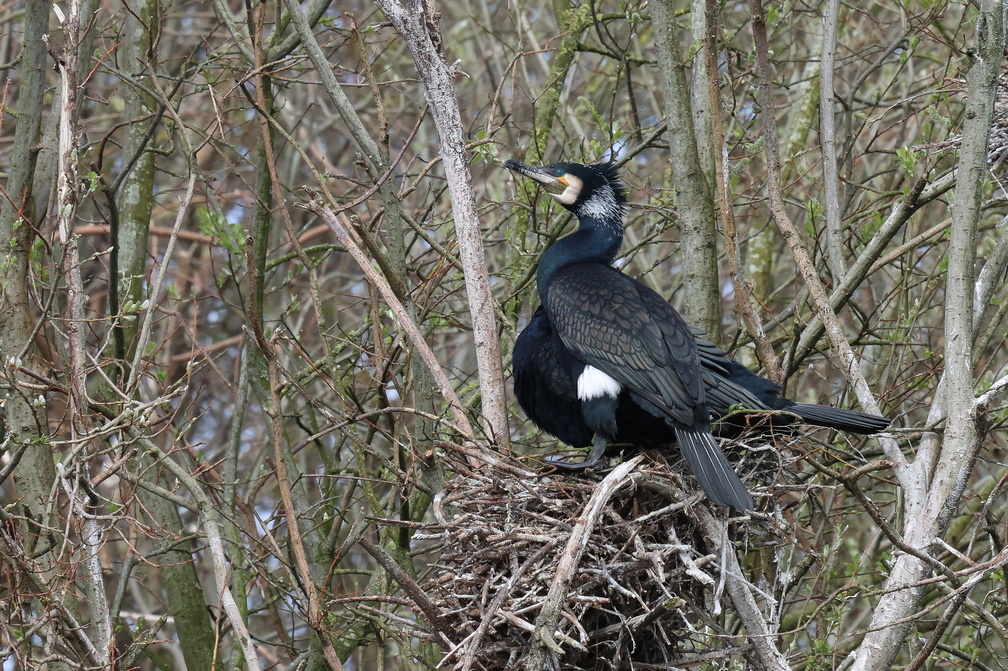 Grand cormoran (33)