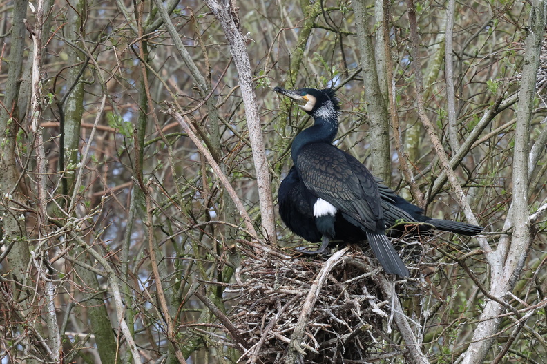 Grand cormoran (33).jpg