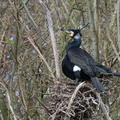 Grand cormoran (33)