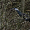 Grand cormoran (44)
